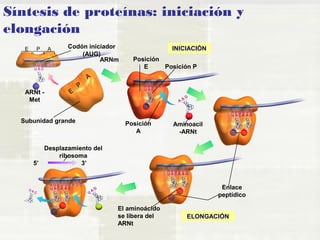 Síntesis de proteínas: iniciación y 
elongación 
E P A 
E P A 
ARNt - 
Met 
Codón iniciador 
(AUG) 
ARNm 
Subunidad grande 
Posición 
E Posición P 
Posición 
A 
Aminoacil 
-ARNt 
Enlace 
peptídico 
El aminoácido 
se libera del 
ARNt 
Desplazamiento del 
ribosoma 
INICIACIÓN 
ELONGACIÓN 
5’ 3’ 
 