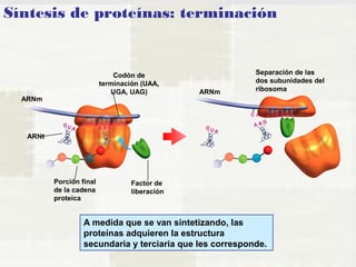 Síntesis de proteínas: terminación 
ARNm 
Separación de las 
dos subunidades del 
ARNm ribosoma 
Codón de 
terminación (UAA, 
UGA, UAG) 
ARNt 
Porción final 
de la cadena 
proteica 
Factor de 
liberación 
A medida que se van sintetizando, las 
proteínas adquieren la estructura 
secundaria y terciaria que les corresponde. 
 
