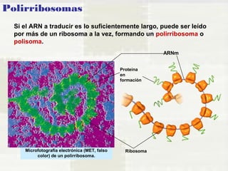 Polirribosomas 
Si el ARN a traducir es lo suficientemente largo, puede ser leído 
por más de un ribosoma a la vez, formando un polirribosoma o 
polisoma. 
Microfotografía electrónica (MET, falso 
color) de un polirribosoma. 
Ribosoma 
ARNm 
Proteína 
en 
formación 
 
