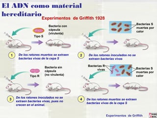 El ADN como material 
hereditario 
Experimentos de Griffith 1928 
Bacteria con 
cápsula 
(virulenta) 
Tipo S 
Bacterias S 
muertas por 
calor 
De los ratones muertos se extraen 
bacterias vivas de la cepa S 
Tipo R 
Bacteria sin 
cápsula 
(no virulenta) 
Bacterias S 
muertas por 
calor 
Bacterias R 
vivas 
1 2 
3 4 
De los ratones inoculados no se 
extraen bacterias vivas 
De los ratones inoculados no se 
extraen bacterias vivas, pues no 
crecen en el animal. 
De los ratones muertos se extraen 
bacterias vivas de la cepa S 
Experimentos de Griffith 
 