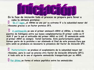 En la fase de iniciación todo el proceso se prepara para llevar a 
cabo la síntesis proteica:  En 1º lugar, el ARNm se une por su extremo 5’ a la subunidad menor del 
ribosoma gracias a un factor proteico IF3. 
 A continuación se une el primer aminoacil-ARNt al ARNm, a través de 
puentes de hidrógeno entre sus bases complementarias.El primer codón es 5’ 
AUG 3’ por lo que el anticodón del primer ARNt es UAC. El aminoácido unido 
al primer ARNt es siempre formil metionina. Este posteriormente puede 
formar parte de la proteína o ser eliminado al final de este proceso.Para que 
esta unión se produzca es necesaria la presencia del factor de iniciación IF2. 
 Posteriormente se produce el acoplamiento de la subunidad mayor del 
ribosoma, para lo cual se precisa otro factor de iniciación diferente (IF1). 
A todo esto se le une el siguiente aminoácido transportado por su ARNt. 
 Por último se forma el enlace peptìdico entre los aminoácidos 
 