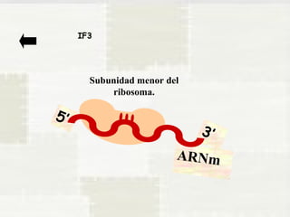 Subunidad menor del 
ribosoma. 
3’ 
ARNm 
5’ 
IF3 
 