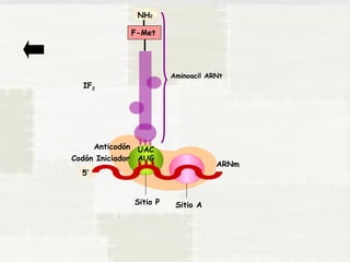 5’ 
NH2 
AUG 
Sitio P Sitio A 
ARNm 
Anticodón 
Codón Iniciador 
F-Met 
UAC 
IF2 
Aminoacil ARNt 
 