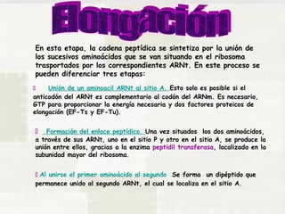 En esta etapa, la cadena peptídica se sintetiza por la unión de 
los sucesivos aminoácidos que se van situando en el ribosoma 
trasportados por los correspondientes ARNt. En este proceso se 
pueden diferenciar tres etapas: 
 Unión de un aminoacil ARNt al sitio A. Esto solo es posible si el 
anticodón del ARNt es complementario al codón del ARNm. Es necesario, 
GTP para proporcionar la energía necesaria y dos factores proteicos de 
elongación (EF-Ts y EF-Tu). 
 Formación del enlace peptídico. Una vez situados los dos aminoácidos, 
a través de sus ARNt, uno en el sitio P y otro en el sitio A, se produce la 
unión entre ellos, gracias a la enzima peptidil transferasa, localizada en la 
subunidad mayor del ribosoma. 
 Al unirse el primer aminoácido al segundo Se forma un dipéptido que 
permanece unido al segundo ARNt, el cual se localiza en el sitio A. 
 
