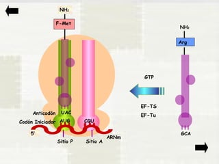 NH2 
Arg 
GCA 
GTP 
EF-TS 
EF-Tu 
5’ 
NH2 
F-Met 
UAC 
ARNm 
Anticodón 
AUG CGU 
Sitio P Sitio A 
Codón Iniciador 
 