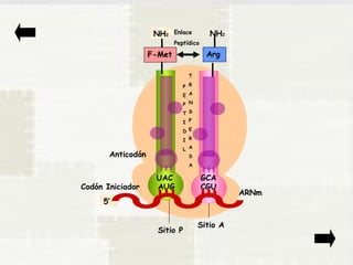 NH2 NH2 
Enlace 
Peptídico 
F-Met 
UAC 
GCA 
Sitio P Sitio A 
5’ 
ARNm 
Anticodón 
Codón Iniciador AUG 
Arg 
CGU 
P 
E 
P 
T 
I 
D 
I 
L 
T 
R 
A 
N 
S 
F 
E 
R 
A 
S 
A 
 