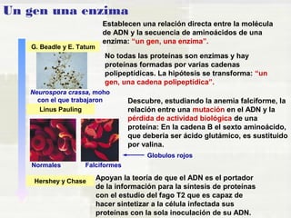 Un gen una enzima 
Establecen una relación directa entre la molécula 
de ADN y la secuencia de aminoácidos de una 
enzima: “un gen, una enzima”. 
Neurospora crassa, moho 
con el que trabajaron 
Linus Pauling 
No todas las proteínas son enzimas y hay 
proteínas formadas por varias cadenas 
polipeptídicas. La hipótesis se transforma: “un 
gen, una cadena polipeptídica”. 
Descubre, estudiando la anemia falciforme, la 
relación entre una mutación en el ADN y la 
pérdida de actividad biológica de una 
proteína: En la cadena B el sexto aminoácido, 
que debería ser ácido glutámico, es sustituido 
por valina. 
Globulos rojos 
Normales Falciformes 
Hershey y Chase Apoyan la teoría de que el ADN es el portador 
de la información para la síntesis de proteínas 
con el estudio del fago T2 que es capaz de 
hacer sintetizar a la célula infectada sus 
proteínas con la sola inoculación de su ADN. 
G. Beadle y E. Tatum 
 