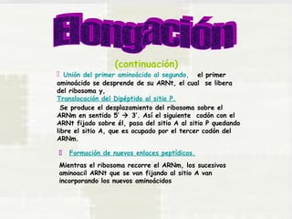 (continuación) 
 Unión del primer aminoácido al segundo, el primer 
aminoácido se desprende de su ARNt, el cual se libera 
del ribosoma y, 
Translocación del Dipéptido al sitio P. 
Se produce el desplazamiento del ribosoma sobre el 
ARNm en sentido 5’  3’. Así el siguiente codón con el 
ARNt fijado sobre él, pasa del sitio A al sitio P quedando 
libre el sitio A, que es ocupado por el tercer codón del 
ARNm. 
 Formación de nuevos enlaces peptídicos. 
Mientras el ribosoma recorre el ARNm, los sucesivos 
aminoacil ARNt que se van fijando al sitio A van 
incorporando los nuevos aminoácidos 
 