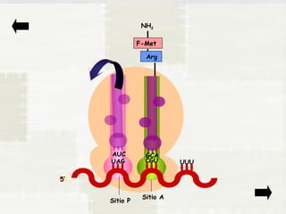 UAG 
CGU 
UUU 
Sitio P Sitio A 
5’ 
NH2 
F-Met 
Arg 
GCA 
AUC 
 