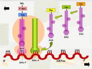 AUG CGU UUU CUA GUU UAA 
ARNm Sitio A 
Sitio P 
3’ 
5’ 
NH2 
F-Met 
Arg 
GCA 
Phe 
AAA 
Leu 
GAU 
Val 
CAA 
 