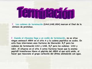  Los codones de terminación (UAA,UAG,UGA) marcan el final de la 
síntesis de proteínas. 
 Cuando el ribosoma llega a un codón de terminación, no se situa 
ningun aminoacil ARNt en el sitio A y la cadena peptídica se acaba. En 
esta fase intervienen unos factores de liberación: R1F para los 
codones de terminación UAA y UAG, R2F para los codones UAA y 
UGA. Al situarse en el sitio A estos factores hacen que la enzima 
peptidíl transferasa libere el péptido del ARNt al que está unido, al 
hacer que reaccione el grupo carboxilo del último aminoácido con agua. 
 