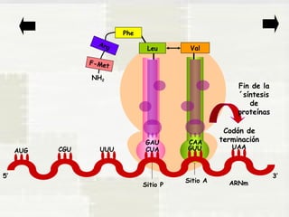 Codón de 
terminación 
AUG CGU UUU CUA GUU UAA 
5’ 3’ 
Sitio P Sitio A 
ARNm 
Leu 
GAU 
Phe 
Arg 
F-Met 
NH2 
Val 
CAA 
Fin de la 
´síntesis 
de 
proteínas 
 