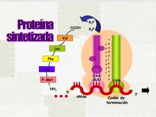 Phe 
Arg 
F-Met 
Val 
Leu 
COOH 
NH2 
UAA 
Codón de 
terminación 
5’ 
ARNm 
3’ 
CAA 
GUU 
P 
E 
P 
T 
I 
D 
I 
L 
T 
R 
A 
N 
S 
F 
E 
R 
A 
S 
A 
R1F 
R2F 
 