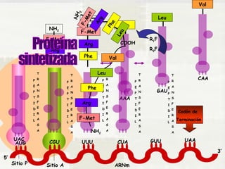 Phe 
Arg 
AUG CGU UUU CUA GUU UAA UAC 
Sitio P Sitio A 
Phe 
AAA 
NH2 
F-Met 
Arg 
Leu 
GAU 
NH2 
F-Met 
Arg 
Phe 
Val 
CAA 
Codón de 
Terminación 
NH2 
F-Met 
Arg 
Phe 
Leu 
P 
E 
P 
T 
I 
D 
I 
L 
T 
R 
A 
N 
S 
F 
E 
R 
A 
S 
A 
P 
E 
P 
T 
I 
D 
I 
L 
T 
R 
A 
N 
S 
F 
E 
R 
A 
S 
A 
P 
E 
P 
T 
I 
D 
I 
L 
T 
R 
A 
N 
S 
F 
E 
R 
A 
S 
A 
P 
E 
P 
T 
I 
D 
I 
L 
T 
R 
A 
N 
S 
F 
E 
R 
A 
S 
A 
R1F 
R2F 
F-Met 
Val 
Leu 
COOH 
NH2 
P 
E 
P 
T 
I 
D 
I 
L 
T 
R 
A 
N 
S 
F 
E 
R 
A 
S 
A 
ARNm 
5’ 
3’ 
 
