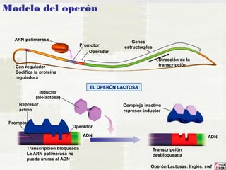 Modelo del operón 
Dirección de la 
transcripción 
Genes 
estructurales 
Promotor 
Operador 
ARN-polimerasa 
Gen regulador 
Codifica la proteína 
reguladora 
EL OPERÓN LACTOSA 
ADN 
Transcripción bloqueada 
La ARN polimerasa no 
puede unirse al ADN 
Transcripción 
desbloqueada 
Inductor 
(alolactosa) 
Represor 
activo 
Promotor 
Operador 
ADN 
Complejo inactivo 
represor-inductor 
Operón Lactosas. Inglés. swf 
 