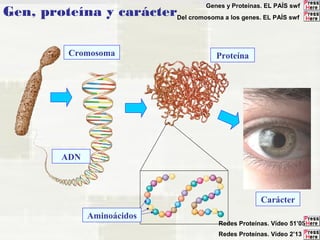 Gen, proteína y carácter 
Genes y Proteínas. EL PAÍS swf 
Del cromosoma a los genes. EL PAÍS swf 
Cromosoma Proteína 
ADN 
Carácter 
Aminoácidos 
Redes Proteínas. Vídeo 51’05 
Redes Proteínas. Vídeo 2’13 
 