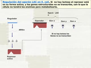 Regulación del operón LAC en E. coli. Si no hay lactosa el represor está 
en su forma activa, y los genes estructurales no se transcribe, con lo que la 
célula no tendrá los enzimas para metabolizarla. 
Regulador 
Operó 
n 
LAC 
Operador Gen x Gen y Gen a 
ARNm 
Represor 
activo 
Si no hay lactosa los 
Genes no se transcriben 
 