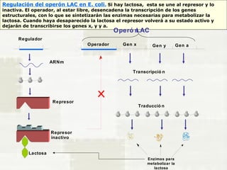 Regulación del operón LAC en E. coli. Si hay lactosa, esta se une al represor y lo 
inactiva. El operador, al estar libre, desencadena la transcripción de los genes 
estructurales, con lo que se sintetizarán las enzimas necesarias para metabolizar la 
lactosa. Cuando haya desaparecido la lactosa el represor volverá a su estado activo y 
dejarán de transcribirse los genes x, y y a. 
Regulador 
Operó 
n 
LAC 
Operador Gen x Gen y Gen a 
ARNm 
Represor 
Transcripció n 
Traducció n 
Enzimas para 
metabolizar la 
lactosa 
Lactosa 
Represor 
inactivo 
Operó nL AC 
 