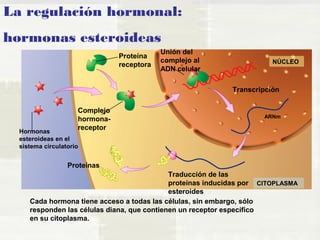 La regulación hormonal: 
hormonas esteroideas 
Transcripción 
Unión del 
complejo al 
ADN celular 
Traducción de las 
proteínas inducidas por 
esteroides 
NÚCLEO 
ARNm 
CITOPLASMA 
Complejo 
hormona-receptor 
Hormonas 
esteroideas en el 
sistema circulatorio 
Proteínas 
Proteína 
receptora 
Cada hormona tiene acceso a todas las células, sin embargo, sólo 
responden las células diana, que contienen un receptor específico 
en su citoplasma. 
 