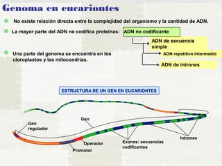 Genoma en eucariontes 
No existe relación directa entre la complejidad del organismo y la cantidad de ADN. 
La mayor parte del ADN no codifica proteínas: ADN no codificante 
ADN de secuencia 
simple 
ADN repetitivo intermedio 
ADN de intrones 
Una parte del genoma se encuentra en los 
cloroplastos y las mitocondrias. 
Gen 
Gen 
regulador 
Operador Exones: secuencias 
Promotor 
codificantes 
Intrones 
ESTRUCTURA DE UN GEN EN EUCARIONTES 
 