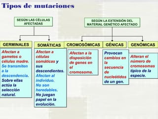 Tipos de mutaciones 
SEGÚN LAS CÉLULAS 
AFECTADAS 
SEGÚN LA EXTENSIÓN DEL 
MATERIAL GENÉTICO AFECTADO 
GGEERRMMIINNAALLEESS SSOOMMÁÁTTIICCAASS CCRROOMMOOSSÓÓMMIICCAASS GGÉÉNNIICCAASS GGEENNÓÓMMIICCAASS 
Afectan a 
gametos o 
células madre. 
Se transmiten 
a la 
descendencia. 
Sobre ellas 
actúa la 
selección 
natural. 
Afectan a 
células 
somáticas y 
sus 
descendientes. 
Afectan al 
individuo. 
No son 
heredables. 
No juegan 
papel en la 
evolución. 
Afectan a la 
disposición 
de genes en 
el 
cromosoma. 
Provocan 
cambios en 
la 
secuencia 
de 
nucleótidos 
de un gen. 
Alteran el 
número de 
cromosomas 
típico de la 
especie. 
 