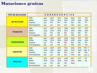 Mutaciones génicas 
TIPO DE MUTACIÓN C O N S E C U E N C I A S 
ADN GAT GGT CGT CAG ACG TCT TGT 
ARNm CUA CCA GCA GUC UGC AGA ACA 
SIN MUTACIÓN 
TRANSICIÓN 
TRANSVERSIÓN 
INSERCIÓN 
DELECIÓN 
Proteína Leu Pro Ala Val Cys Arg Thr 
Símil lingüístico dos por dos son más que uno 
ADN GAT GGT CGT CGG ACG TCT TGT 
ARNm CUA CCA GCA GCC UGC AGA ACA 
Proteína Leu Pro Ala Ala Cys Arg Thr 
Símil lingüístico dos por dos sen más que uno 
ADN GAT GGT CGT CCG ACG TCT TGT 
ARNm CUA CCA GCA GGC UGC AGA ACA 
Proteína Leu Pro Ala Gly Cys Arg Thr 
Símil lingüístico dos por dos sin más que uno 
ADN GAT GGT CGT TCA GAC GTC TTG T 
ARNm CUA CCA GCA AGU CUG CAG AAC A 
Proteína Leu Pro Ala Ser Leu Gln Asn 
Símil lingüístico dos por dos sso nmá squ eun o 
ADN GAT GGT CGT CAG ACT CTT GT 
ARNm CUA CCA GCA GUC UGA GAA CA 
Proteína Leu Pro Ala Val Stop 
Símil lingüístico dos por dos son 
 