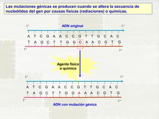 Las mutaciones génicas se producen cuando se altera la secuencia de 
nucleótidos del gen por causas físicas (radiaciones) o químicas. 
ADN original 
A T C G A A C C G T T G C A C 
T A G C T T G G C A A C G T G 
Agente físico 
o químico 
A T C G A A C C G T T G C A C 
T A G C T T G G A A A C G T G 
ADN con mutación génica 
 
