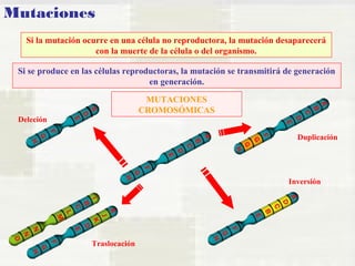 Mutaciones 
Si la mutación ocurre en una célula no reproductora, la mutación desaparecerá 
con la muerte de la célula o del organismo. 
Si se produce en las células reproductoras, la mutación se transmitirá de generación 
en generación. 
MUTACIONES 
CROMOSÓMICAS 
Duplicación 
Traslocación 
Deleción 
Inversión 
 