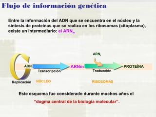 Flujo de información genética 
Entre la información del ADN que se encuentra en el núcleo y la 
síntesis de proteínas que se realiza en los ribosomas (citoplasma), 
existe un intermediario: el ARNm 
ADN ARNm 
ARNt 
Transcripción Traducción 
PROTEÍNA 
Replicación 
NÚCLEO RIBOSOMAS 
Este esquema fue considerado durante muchos años el 
“dogma central de la biología molecular”. 
 