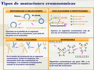 Tipos de mutaciones cromosómicas 
DEFICIENCIAS O DELECCIONES DUPLICACIONES O REPETICIONES 
1 1 
2 2 
3 
4 
TRANSLOCACIONES INVERSIONES 
A 
A B C D E F G H 
A 
H G C D E F B A 
B 
B 
C 
C 
D 
D 
E 
E 
F 
G 
G 
H 
H 
F 
A 
B 
G 
H 
F 
C 
D E 
3 
4 
Entrecruzamiento 
Rotura Se pierde 
Consisten en la pérdida de un segmento 
cromosómico de un cromosoma, y por tanto de 
los genes en él contenidos. 
Aparece un segmento cromosómico más de 
una vez, en el mismo cromosoma o en otro. 
Es el cambio de localización de un segmento 
cromosómico. Puede ser recíproca, con 
intercambio entre dos cromosomas no 
homólogos, o no recíproca o transposición, 
cuando no se produce intercambio. 
Segmentos cromosómicos que giran 180o, y su 
secuencia génica queda invertida con respecto a 
la del resto del cromosoma. 
 