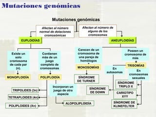 Mutaciones genómicas 
Mutaciones genómicas 
MONOPLOIDÍA 
Afectan al número 
normal de dotaciones 
cromosómicas 
Afectan al número de 
alguno de los 
cromosomas 
Incorporan un 
juego de otra 
especie 
MONOSOMÍAS 
ALOPOLIPLOIDÍA 
TRIPOLIDES (3n) 
TETRAPLOIDES (4n) 
POLIPLOIDES (Xn) 
POLIPLOIDÍA 
Existe un 
solo 
cromosoma 
de cada par 
(n). 
Contienen 
más de un 
juego 
completo de 
cromosomas 
EUPLOIDÍAS 
ANEUPLOIDÍAS 
TRISOMÍAS 
SÍNDROME 
TRIPLO X 
Carecen de un 
cromosoma de 
una pareja de 
homólogos 
SÍNDROME 
DE TURNER 
Poseen un 
cromosoma de 
más 
SÍNDROME 
DE DOWN 
En 
autosomas 
CARIOTIPO 
XYY 
SÍNDROME DE 
KLINEFELTER 
En 
cromosomas 
sexuales 
 