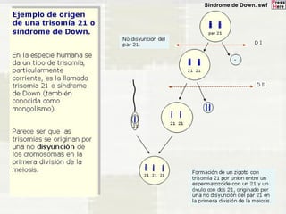Síndrome de Down. swf 
 