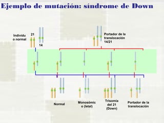 Ejemplo de mutación: síndrome de Down 
Individu 
o normal 
Portador de la 
translocación 
14/21 
Normal Monosómic 
o (letal) 
Trisomía 
del 21 
(Down) 
Portador de la 
translocación 
21 
14 
 