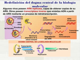 Redefinición del dogma central de la biología 
molecular 
Algunos virus poseen ARN replicasa, capaz de obtener copias de su 
ARN. Otros poseen transcriptasa inversa que sintetiza ADN a partir 
de ARN mediante un proceso de retrotranscripción. 
ADN ARN 
Traducción 
Transcripción 
Transcripció 
n inversa 
Replicación 
PROTEÍNAS 
Transcriptasa 
inversa 
Transcriptasa 
inversa 
Transcriptas 
a inversa 
Transcriptasa 
inversa 
ARN 
vírico 
Envoltura RETROVIRU 
S 
Membrana 
plasmática de la 
célula huésped 
Replicación 
ADNc 
(complementario) ADNc 
bicatenario 
ADNc 
Degradación monocatenario 
del ARN 
DOGMA CENTRAL DE LA BIOLOGÍA MOLECULAR 
 
