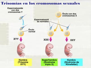 Trisomías en los cromosomas sexuales 
Óvulo con dos 
cromosomas X 
Espermatozoid 
es normales 
XYY XXX XXY 
Hombre 
(Trisomía 
XYY) 
Superhembra 
(Síndrome 
triplo X) 
Hombre 
(Síndrome de 
Klinefelter) 
Espermatozoide 
con dos 
cromosomas Y 
Óvulo 
normal 
 