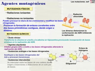 Agentes mutagénicos 
Radiación 
ultravioleta 
Pueden provocar la rotura de los cromosomas y modificar las bases 
nitrogenadas. 
Provocan la formación de enlaces covalentes entre 
dos bases pirimidínicas contiguas, dando origen a 
dímeros. 
Los dímeros distorsionan la 
conformación del ADN inhibiendo 
la replicación 
Transforma la citosina en uracilo y la adenina en hipoxantina provocando incorporación de bases 
erroneas en la replicación del ADN. 
Añaden grupos etilo o metilo a las bases nitrogenadas alterando la 
replicación del ADN. 
EMS 
Guanin 
a 6- 
Etilguanina 
Enlace de 
hidrógeno 
MMUUTTÁÁGGEENNOOSS FFÍÍSSIICCOOSS 
• Radiaciones ionizantes 
• Radiaciones no ionizantes 
MMUUTTÁÁGGEENNOOSS QQUUÍÍMMIICCOOSS 
• Ácido nitroso 
• Agentes alquilantes 
• Sustancias análogas a las bases nitrogenadas 
Sustituyen a las bases nitrogenadas del 
Adn y provocan transiciones. 
• Sustancias intercalantes 
Se intercalan entre las bases de una cadena dando 
origen a inserciones o delecciones de un solo par 
de bases. 
Las mutaciones. swf 
 