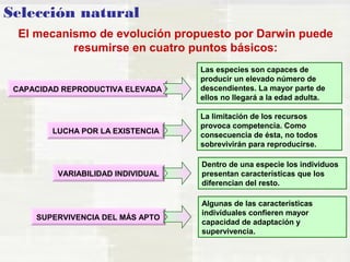 Selección natural 
El mecanismo de evolución propuesto por Darwin puede 
resumirse en cuatro puntos básicos: 
CAPACIDAD REPRODUCTIVA ELEVADA 
LUCHA POR LA EXISTENCIA 
VARIABILIDAD INDIVIDUAL 
Las especies son capaces de 
producir un elevado número de 
descendientes. La mayor parte de 
ellos no llegará a la edad adulta. 
La limitación de los recursos 
provoca competencia. Como 
consecuencia de ésta, no todos 
sobrevivirán para reproducirse. 
Dentro de una especie los individuos 
presentan características que los 
diferencian del resto. 
Algunas de las características 
individuales confieren mayor 
capacidad de adaptación y 
supervivencia. 
SUPERVIVENCIA DEL MÁS APTO 
 