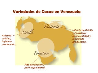 Variedades de Cacao en Venezuela Altísima calidad, bajísima producción. Alta producción, pero baja calidad. Híbrido de Criollo y Forastero: buena calidad y moderada producción. 