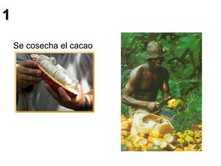 1 Se cosecha el cacao 