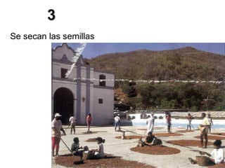 3 Se secan las semillas 