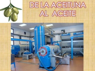 De la aceituna al aceite
