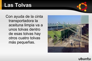 Visita a la cooperativa Esta es la tolva que es donde se echa la aceituna para que la cinta transportadora la lleve a la lavadora. 