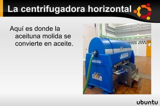 Las Tolvas Con ayuda de la cinta transportadora la aceituna limpia va a unos tolvas dentro de esas tolvas hay otros cuatro tolvas más pequeñas. 