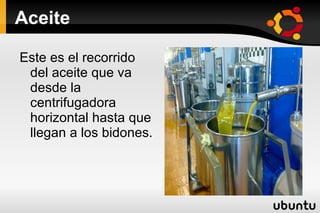 Las hojas de la aceituna La hojas no se tiran por ahí sino que las usan como abono y  comida para el  ganado. 