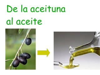 De la aceituna  al aceite 