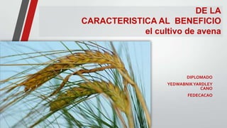 DE LA
CARACTERISTICA AL BENEFICIO
el cultivo de avena
DIPLOMADO
YEDWABNIKYARDLEY
CANO
FEDECACAO
 