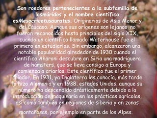 Son roedores pertenecientes a la subfamilia de
losmúridos y el nombre científico
esMesocricetusauratus. Originarios de Asia Menor y
del Cáucaso. Aunque sus orígenes son lejanos, no
fueron reconocidos hasta principios del siglo XIX,
cuando un científico llamado Waterhouse fue el
primero en estudiarlos. Sin embargo, alcanzaron una
notable popularidad alrededor de 1930 cuando el
científico Aharoni descubre en Siria una madriguera
de hámsters, que se lleva consigo a Europa y
comienza a criarlos. Este científico fue el primer
criador. En 1931, ya Inglaterra les conocía, más tarde
lo hizo Alemania y en 1938, estados Unidos, aunque su
número ha descendido drásticamente debido a la
introducción de maquinaria en las prácticas agrícolas,
así como también en regiones de siberia y en zonas
montañosas, por ejemplo en parte de los Alpes.
 