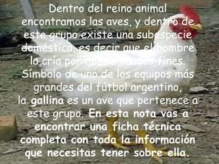 Dentro del reino animal
encontramos las aves, y dentro de
este grupo existe una subespecie
doméstica, es decir que el hombre
la cría por determinados fines.
Símbolo de uno de los equipos más
grandes del fútbol argentino,
la gallina es un ave que pertenece a
este grupo. En esta nota vas a
encontrar una ficha técnica
completa con toda la información
que necesitas tener sobre ella.
 