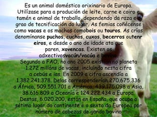 Es un animal doméstico orixinario de Europa.
Utilízase para a produción de leite, carne e coiro e
tamén e animal de traballo, dependendo da raza e o
grao de tecnificación do lugar. As femias coñécense
como vacas e os machos comobois ou touros. As crías
denomínanse puchos, cuchos, cuxos, becerros outenr
eiros, e desde o ano de idade ata que
paren, xovencas. Existen os
adxectivosvacún/vacúa e bovino.
Segundo a FAO, no ano 2005 existían no planeta
1.272 millóns de vacas, incluíndo nesta cifra
a cebús e ias. En 2009 a cifra ascendía a
1.382.241.378. Delas corresponderían 270.675.336
a África, 509.551.701 a América, 439.175.098 a Asia,
38.616.809 a Oceanía e 124.222.434 a Europa.
Destas, 6.020.200, están en España, que ocupa o
sétimo lugar do continente e o sexto da Europea por
número de cabezas de gando bovino
 