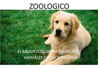 ZOOLOGICO
EL MEJOR ZOOLOGICO DEL MUNDO
ANIMALES EXTRAORDINARIOS
 